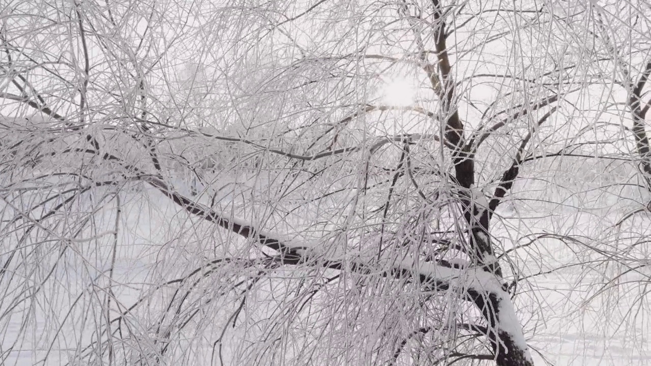 白桦枝头在雪和霜的对抗下视频素材