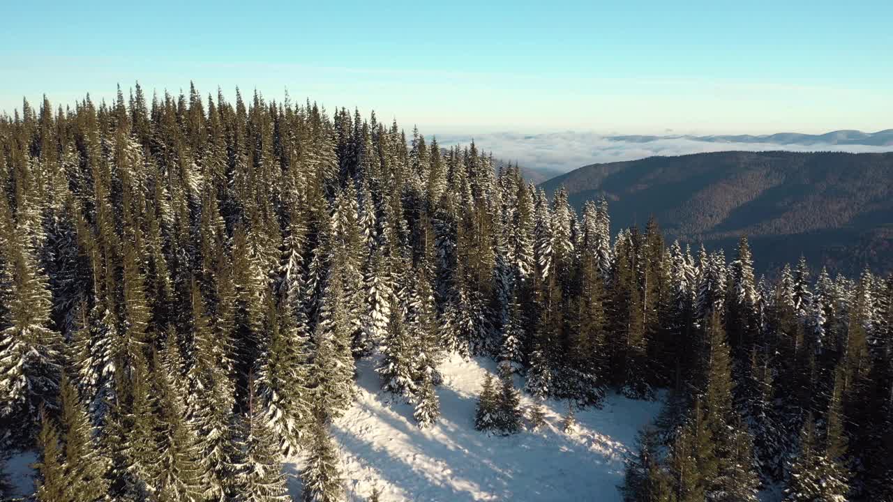 冬天的景观是冰冻的雪杉树。视频素材