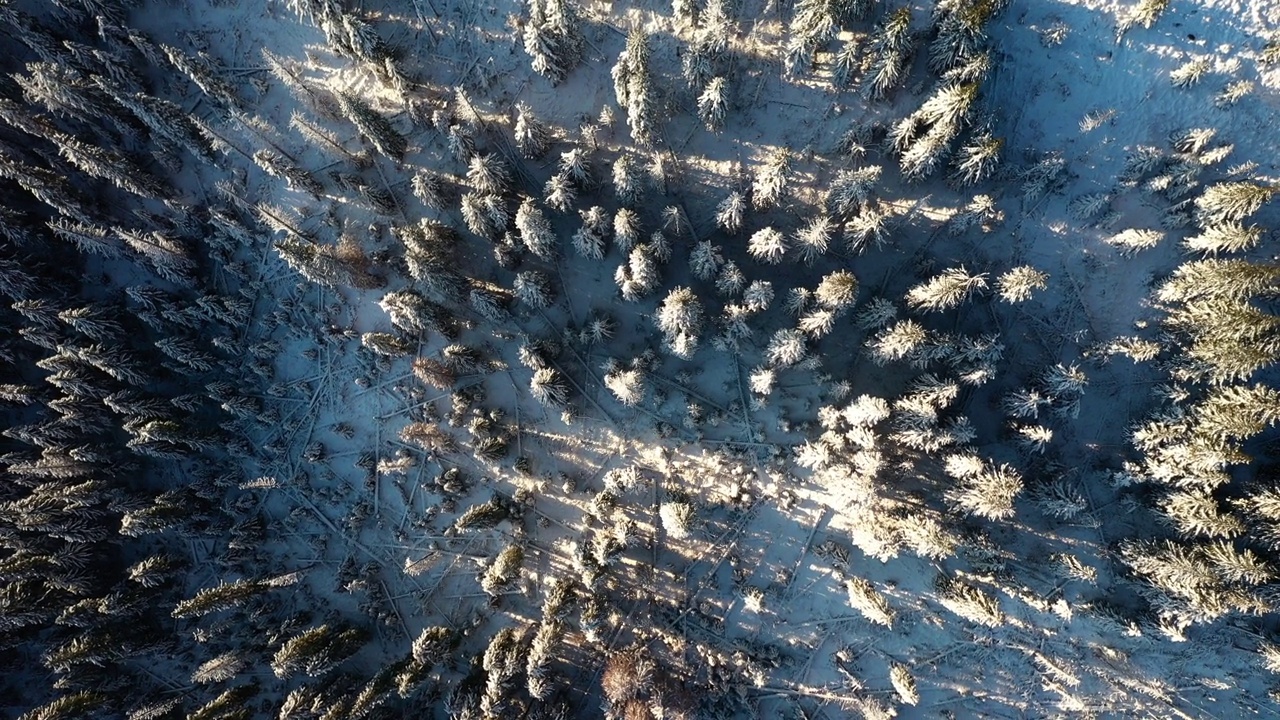 冬天的景观是冰冻的雪杉树。视频素材