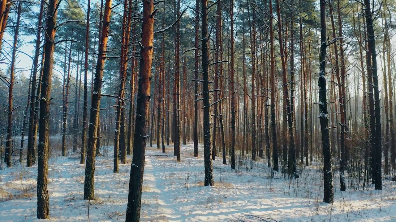 无人机飞行穿越松柏林雪白色的森林在冬季霜冻的一天。风景如画的公园森林景观。冬季霜冻森林的自然高架视图。白雪皑皑的针叶林。路,走视频素材