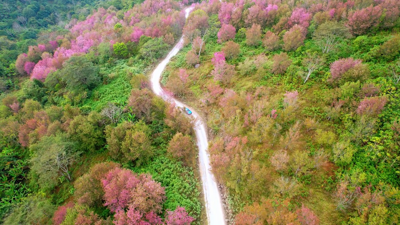 野生喜马拉雅樱花(Prunus cerasoides)或泰国樱花在phu lom lo, Loei泰国。4K鸟瞰图镜头视频素材