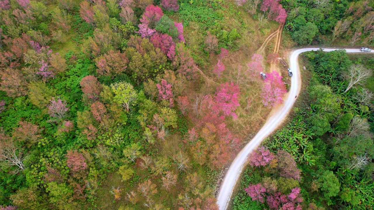 野生喜马拉雅樱花(Prunus cerasoides)或泰国樱花在phu lom lo, Loei泰国。4K鸟瞰图镜头视频素材