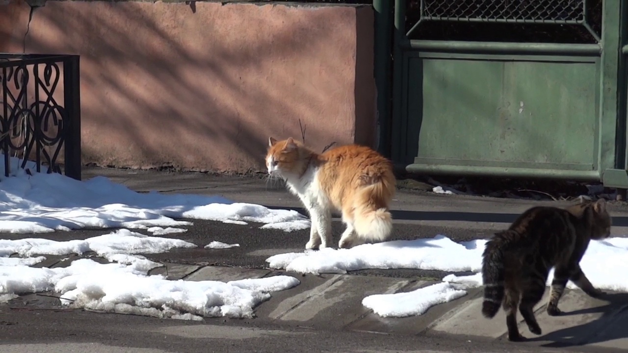 两只猫在雪堆中穿过街道视频素材