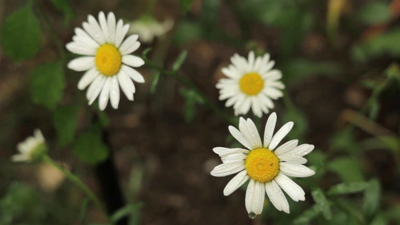 春暖花开，百花满园视频素材