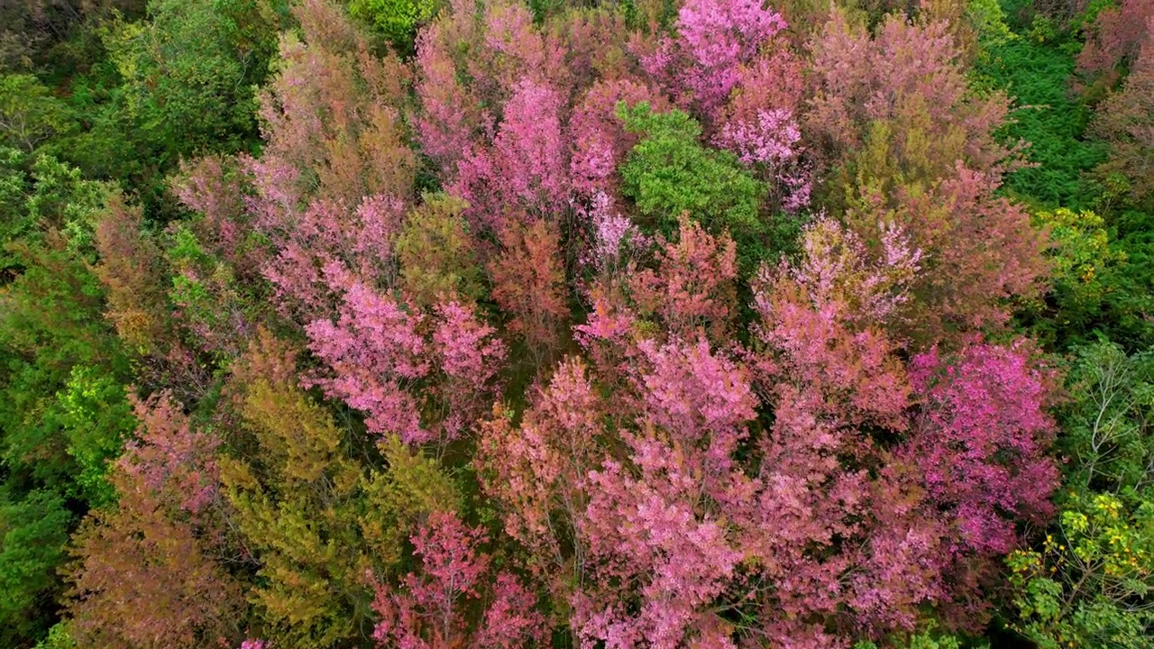 泰国森林里的樱桃树美丽的粉红色花朵。4K无人机镜头，泰国视频素材