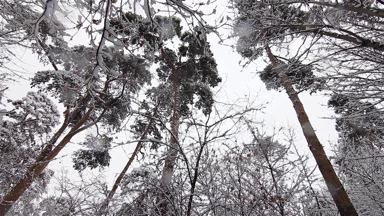 冬天的景观随着雪花飘落，从树上飘落视频素材