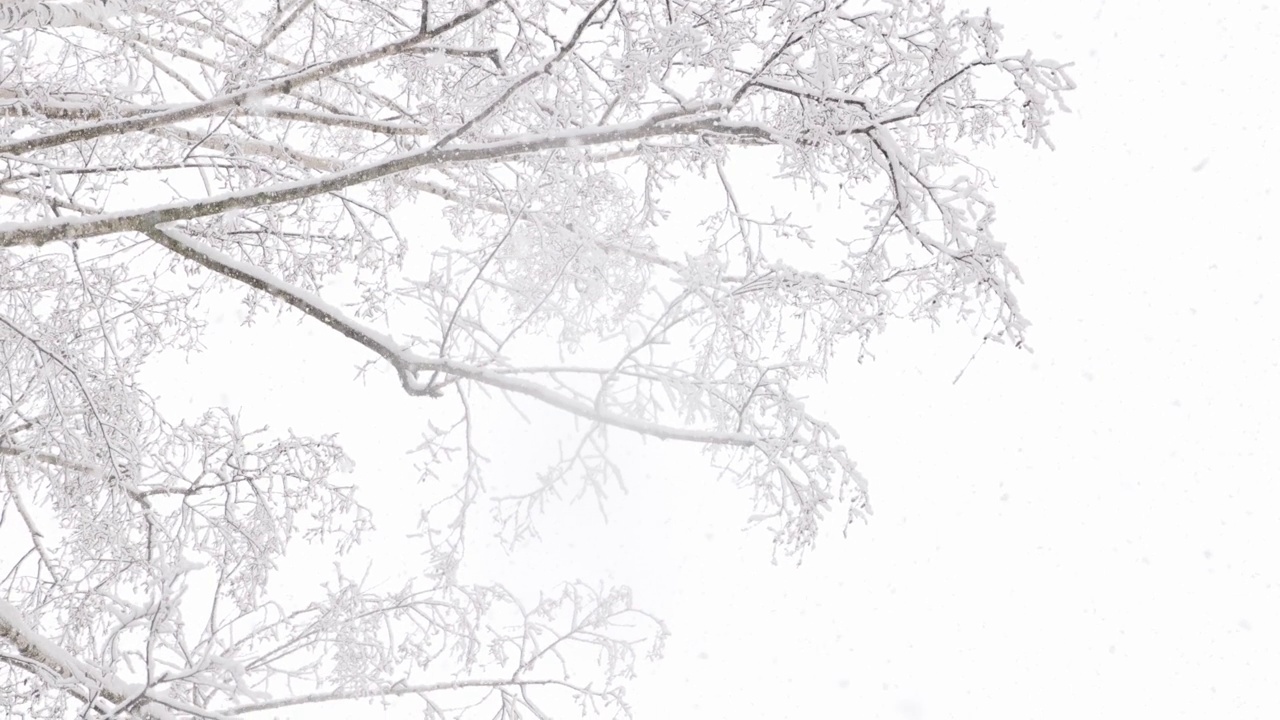 冬天下雪的桦树树枝背景在阴天，低角度视图视频素材