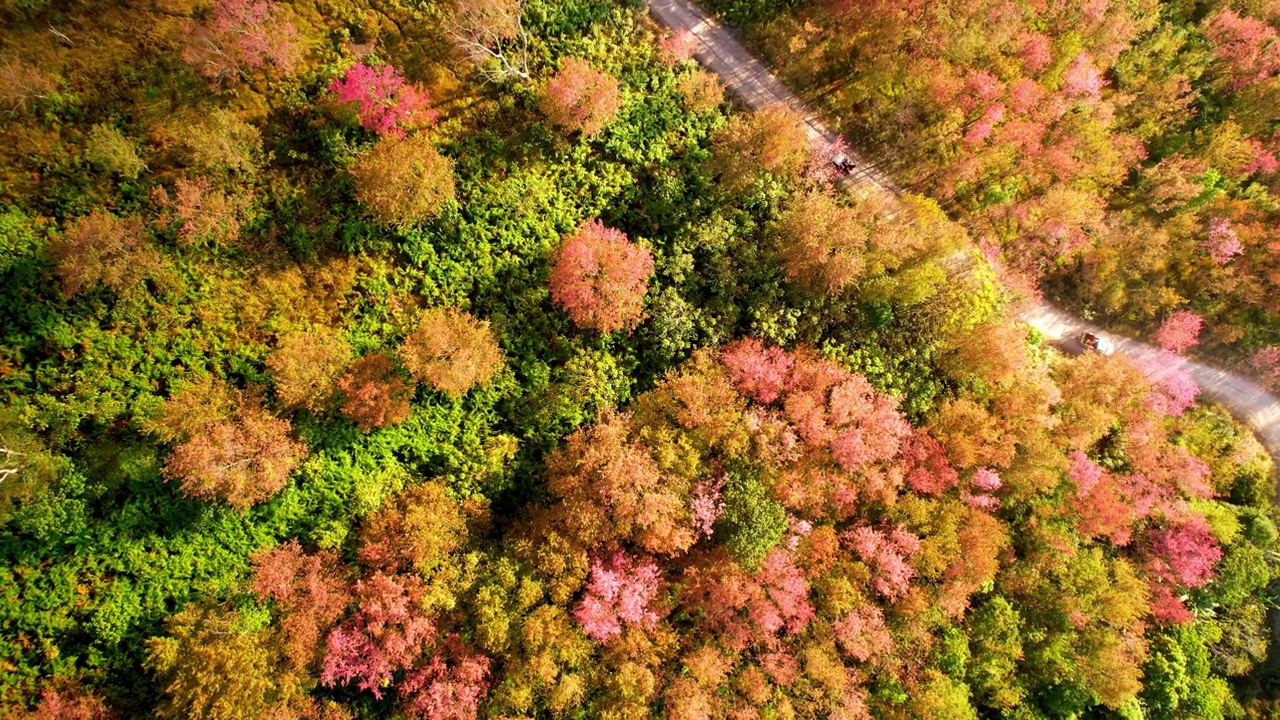 野生喜马拉雅樱花(Prunus cerasoides)或泰国樱花在phu lom lo, Loei泰国。4K鸟瞰图镜头视频素材