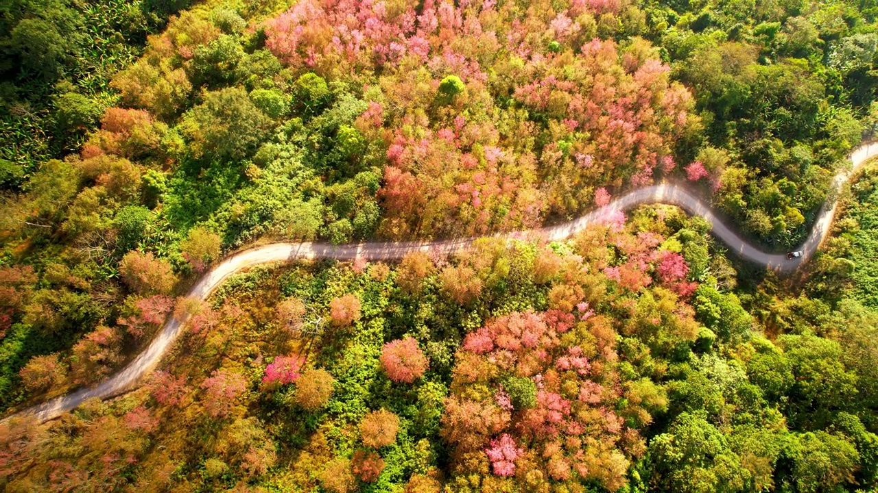 泰国森林里的樱桃树美丽的粉红色花朵。4K无人机镜头，泰国视频素材