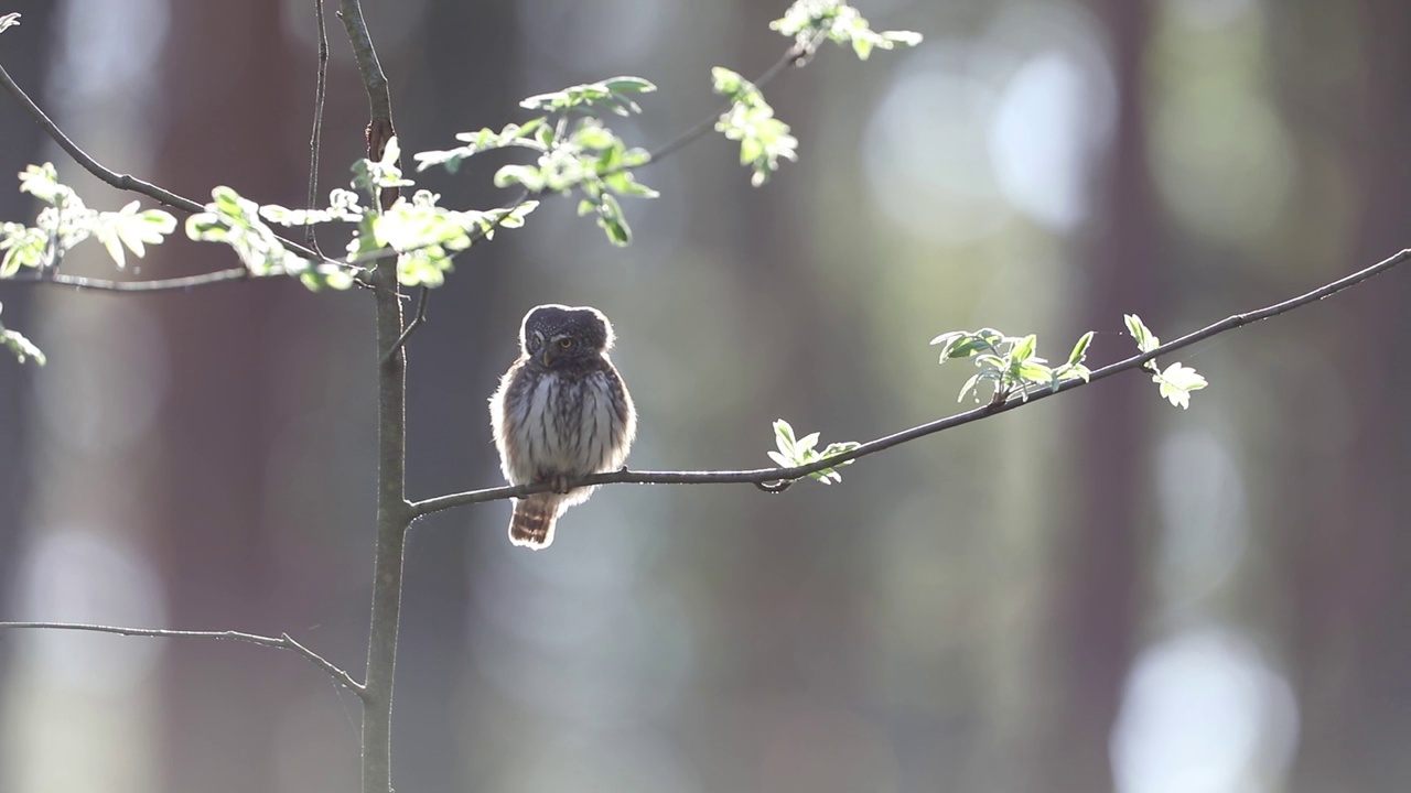 欧亚矮鸮(Glaucidium passerinum)视频素材