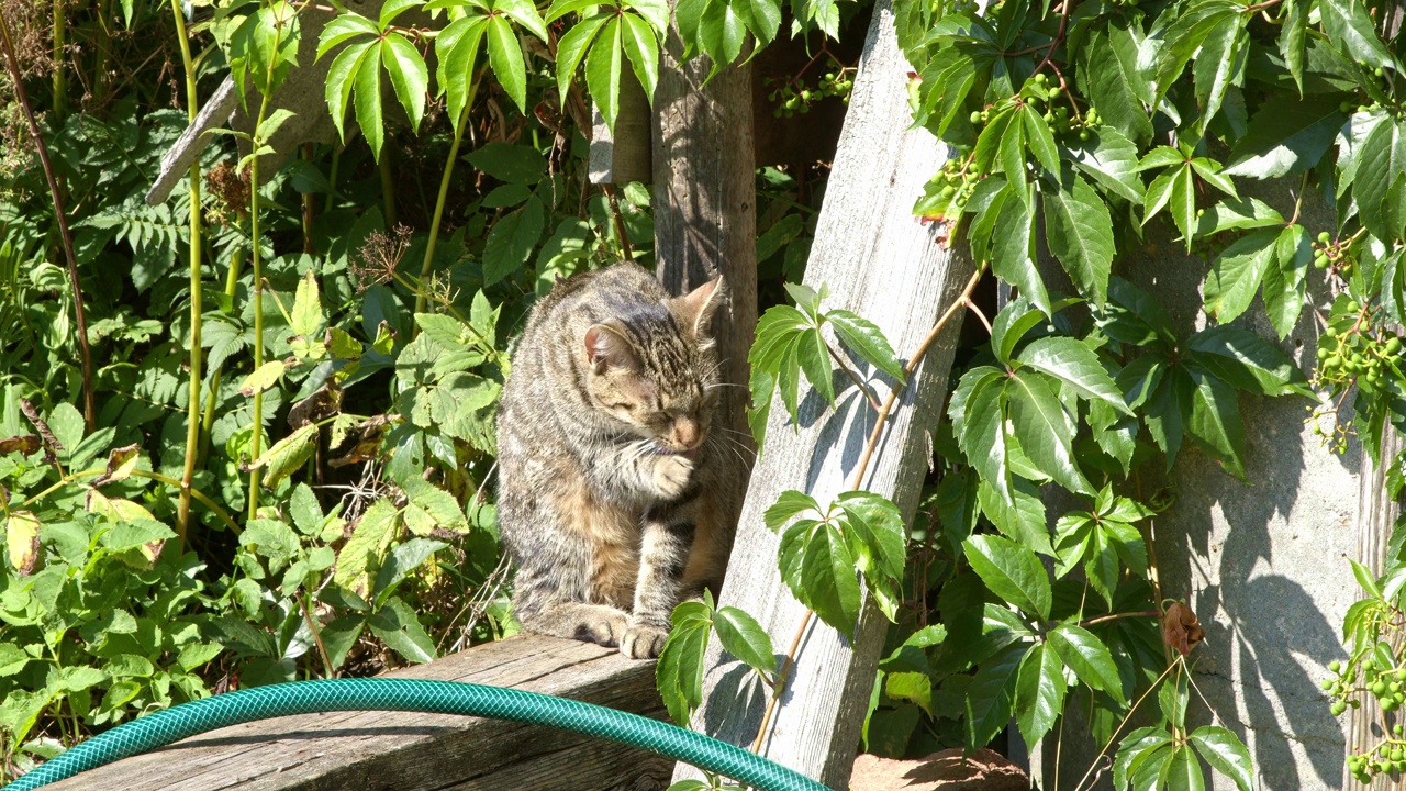 阳光明媚的一天，猫在外面洗澡视频下载