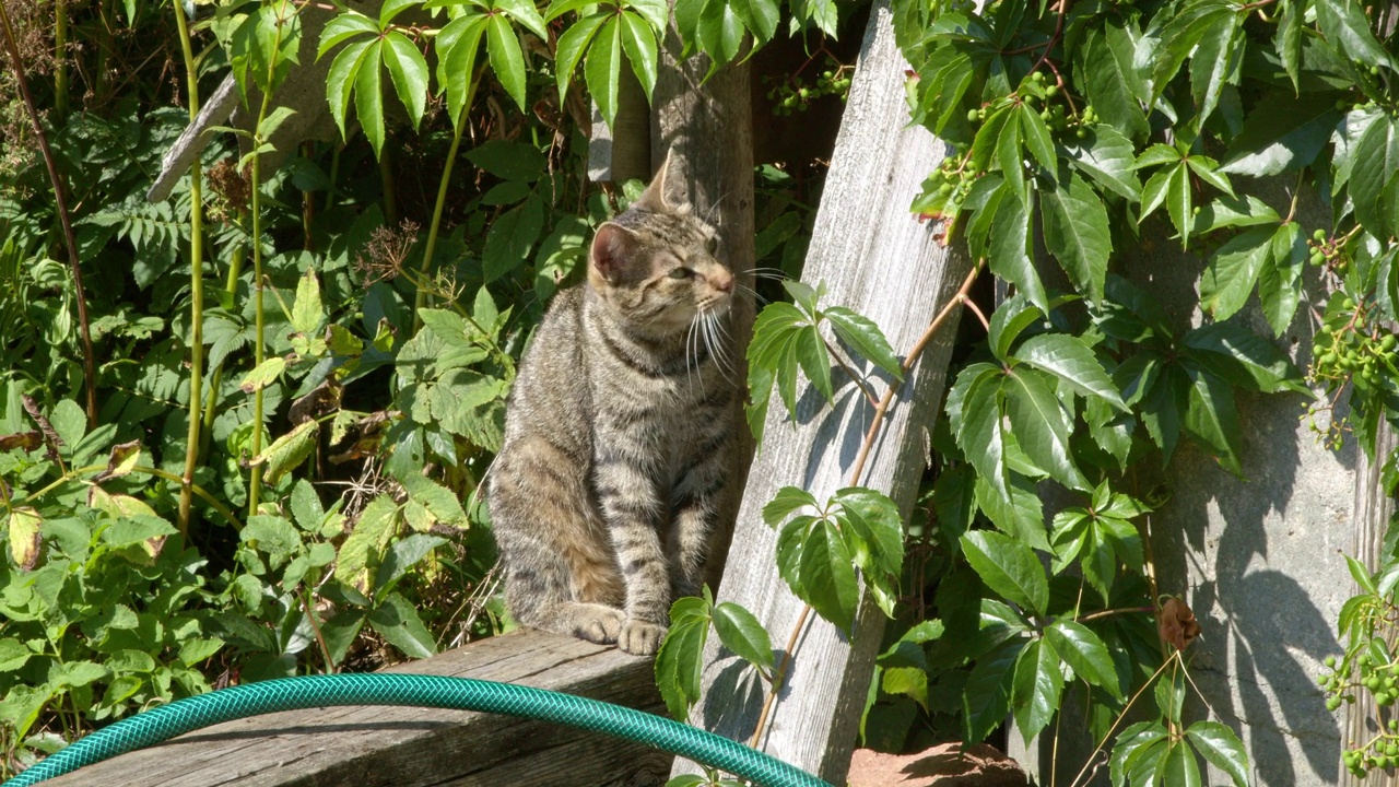 猫在阳光明媚的日子里洗它的嘴视频素材