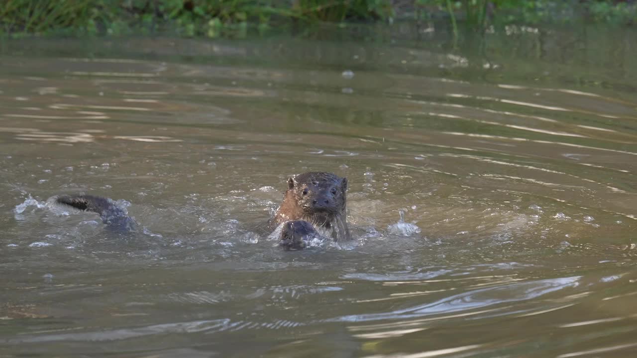 欧洲水獭(Lutra Lutra)，两只小水獭在水中搏斗视频素材