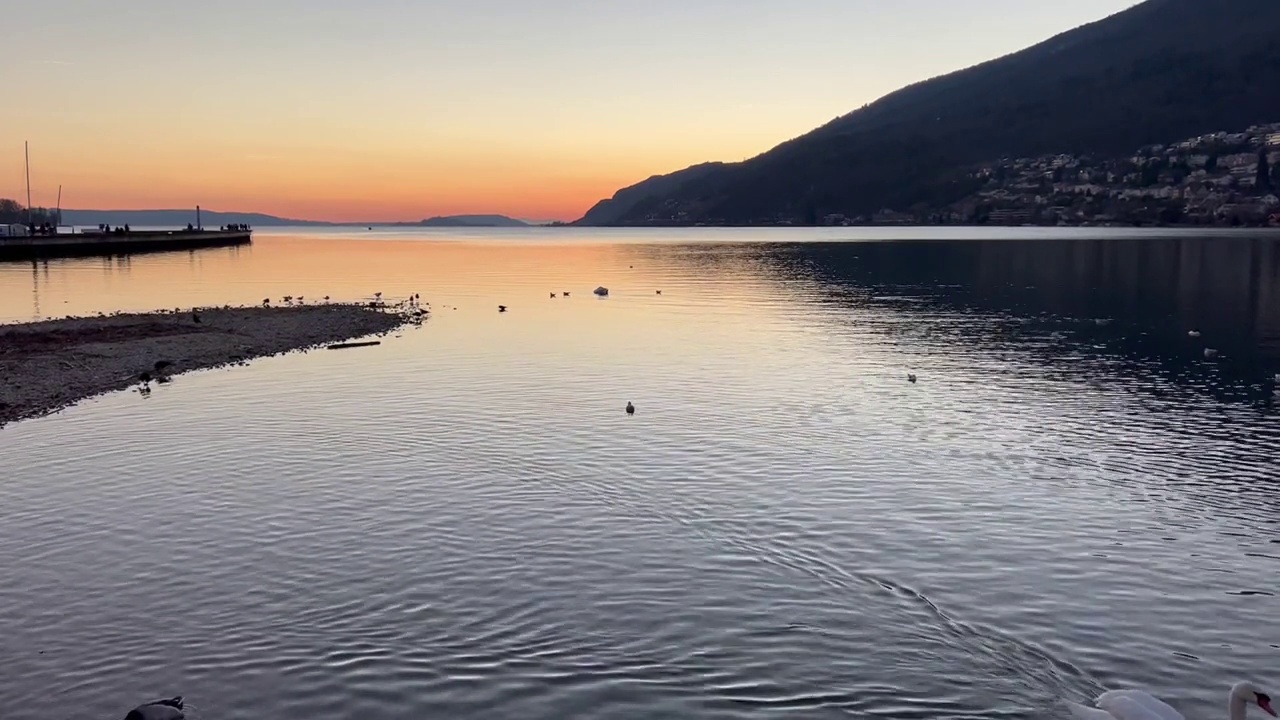 一群水鸟在贝尔湖与夕阳视频素材