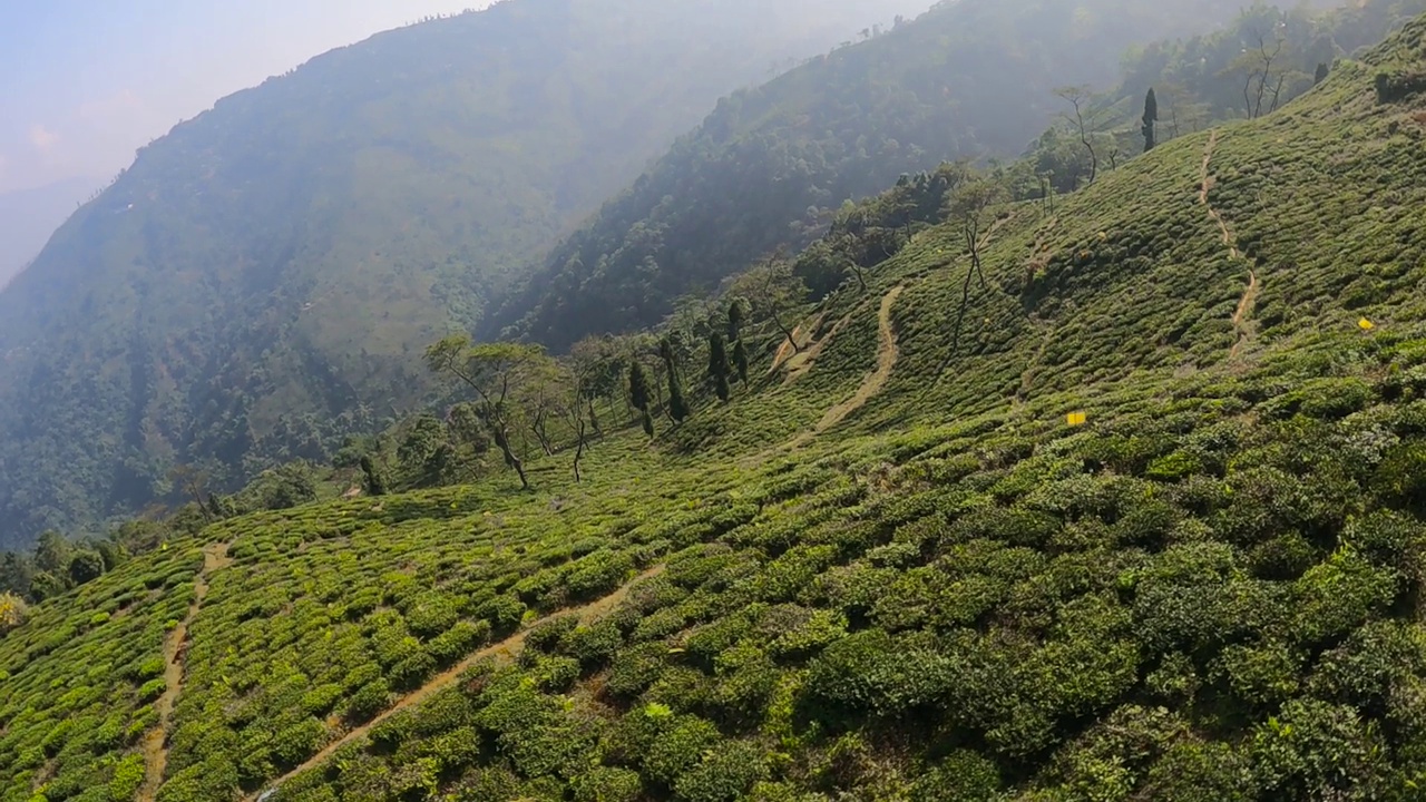 茶园无人机视图中的茶园。空中拍摄的茶园的绿色灌木。视频下载