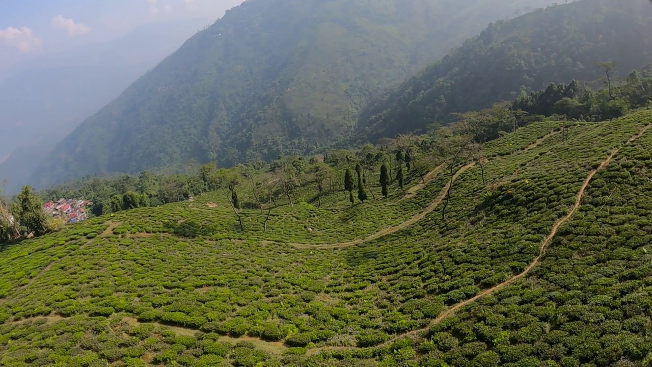 茶园无人机视图中的茶园。空中拍摄的茶园的绿色灌木。视频下载