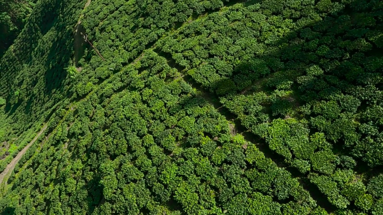 茶园无人机视图中的茶园。空中拍摄的茶园的绿色灌木。视频下载