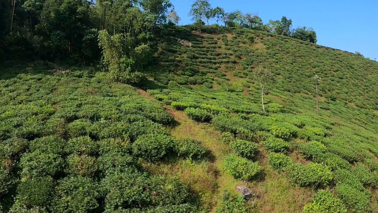 茶园无人机视图中的茶园。空中拍摄的茶园的绿色灌木。视频素材