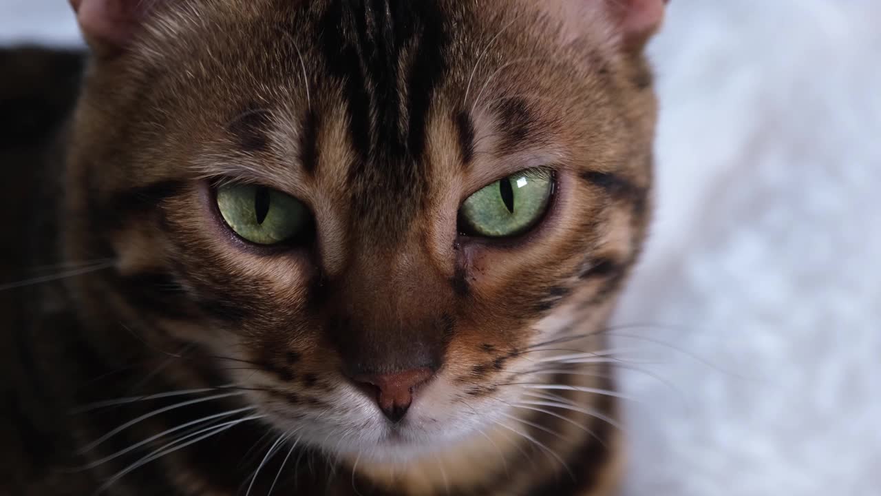 豪华孟加拉猫的肖像。红发碧眼的美女。这只猫的嘴是近距离的。动物注视着猎物视频素材