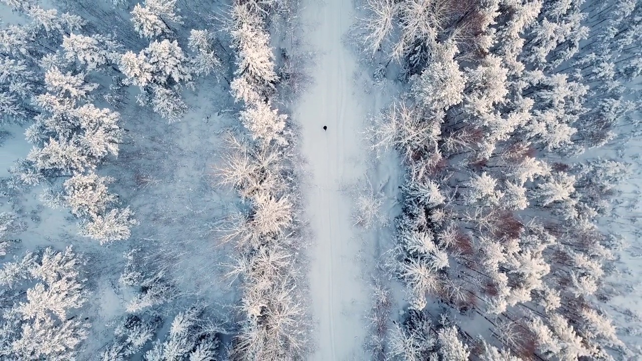 一个女人走在雪林里视频素材