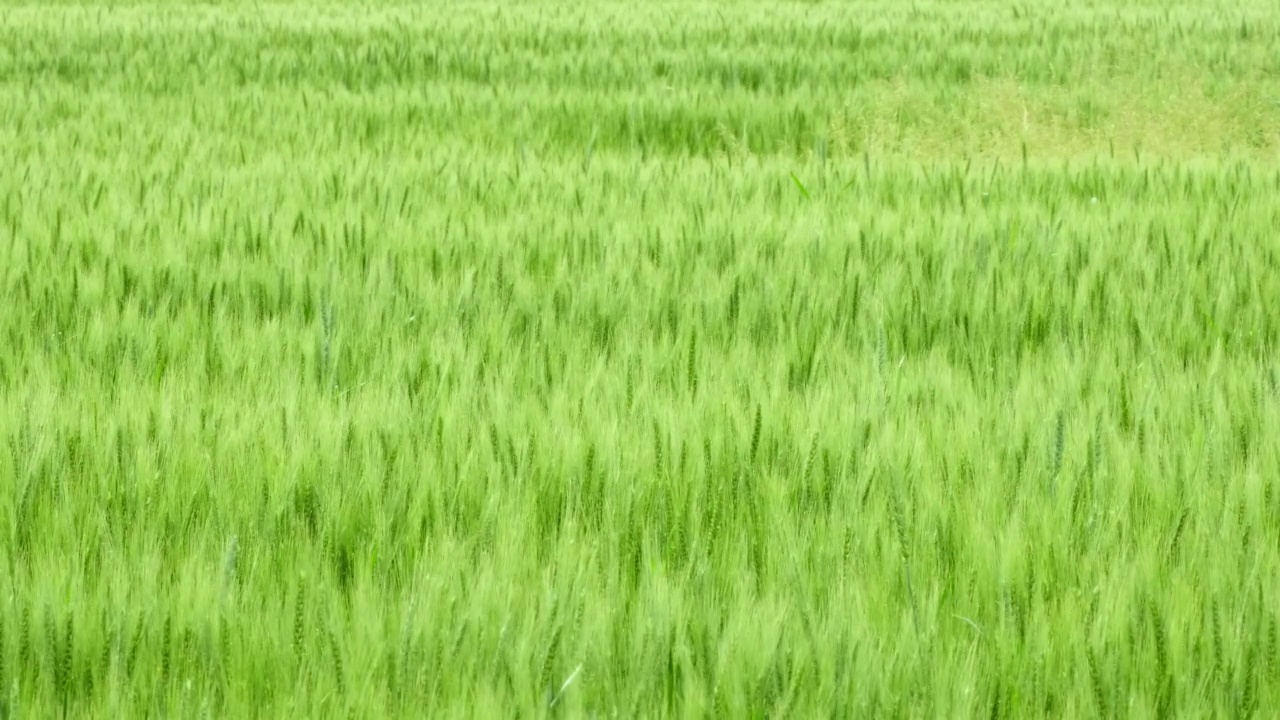 绿油油的麦田，田园风光。茂盛的小麦穗在风中摇曳。在田间收获有机作物。丰收年理念，粮食土地，农业产业。美丽的自然，慢动作视频素材