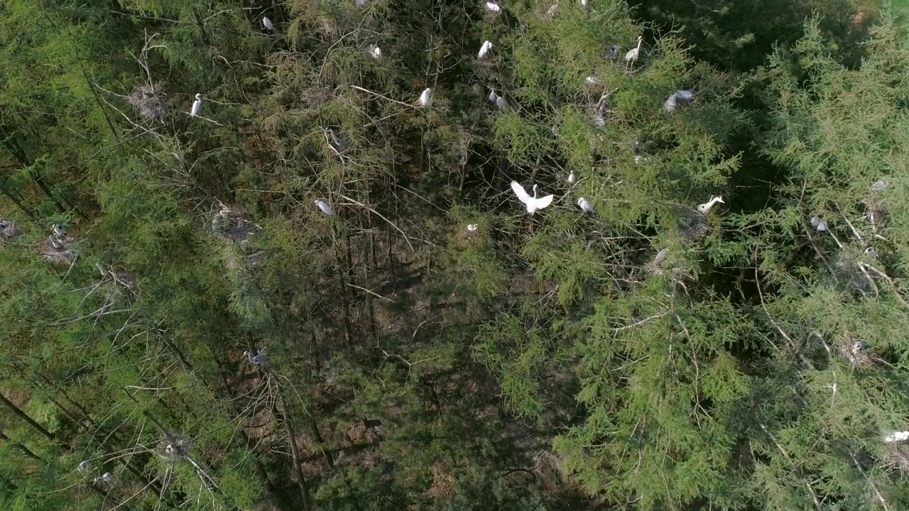 Ardea alba(白鹭)和鹭群的风景/韩国江原道阳九郡视频素材