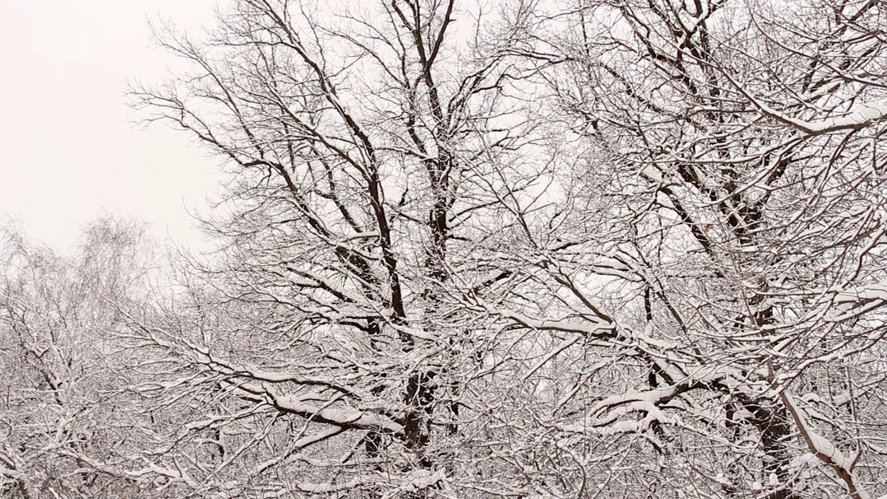 树上的雪视频素材