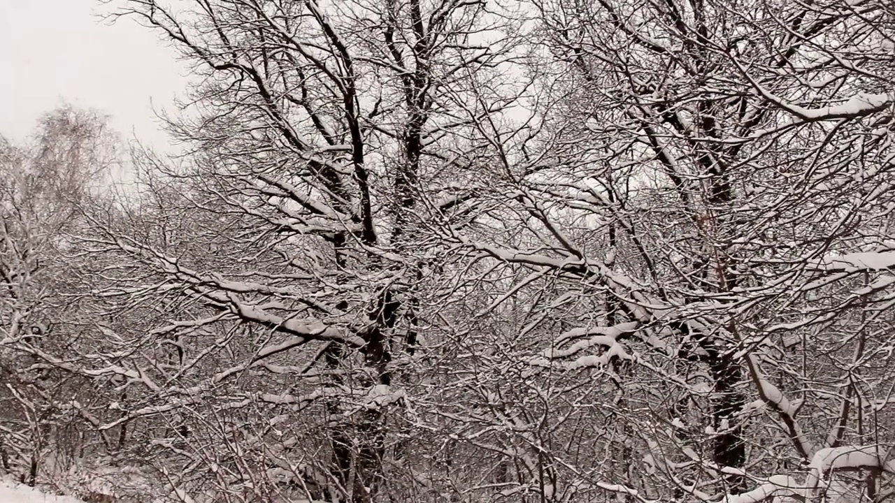 树上的雪视频素材