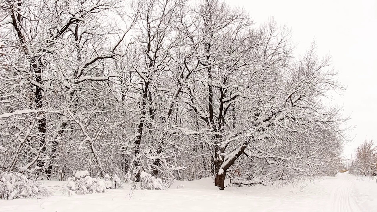 树上的雪视频素材