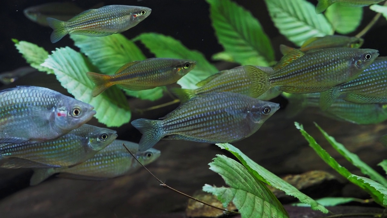 水族馆里奇异的热带鱼视频素材