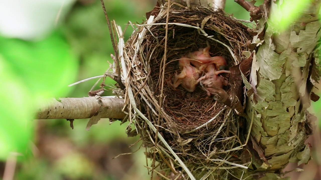 glandarius(欧亚松鸦)从灰背鸫(Turdus hortulorum，灰背鸫)的巢中偷蛋/韩国江原道杨龟郡视频素材