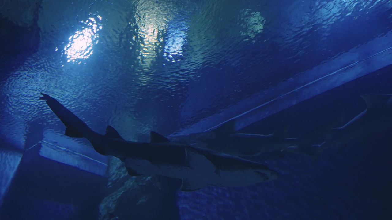 水族馆里充满了游泳的鲨鱼和其他水生生物，大型动物被圈养，鱼在鲨鱼中游泳。视频素材