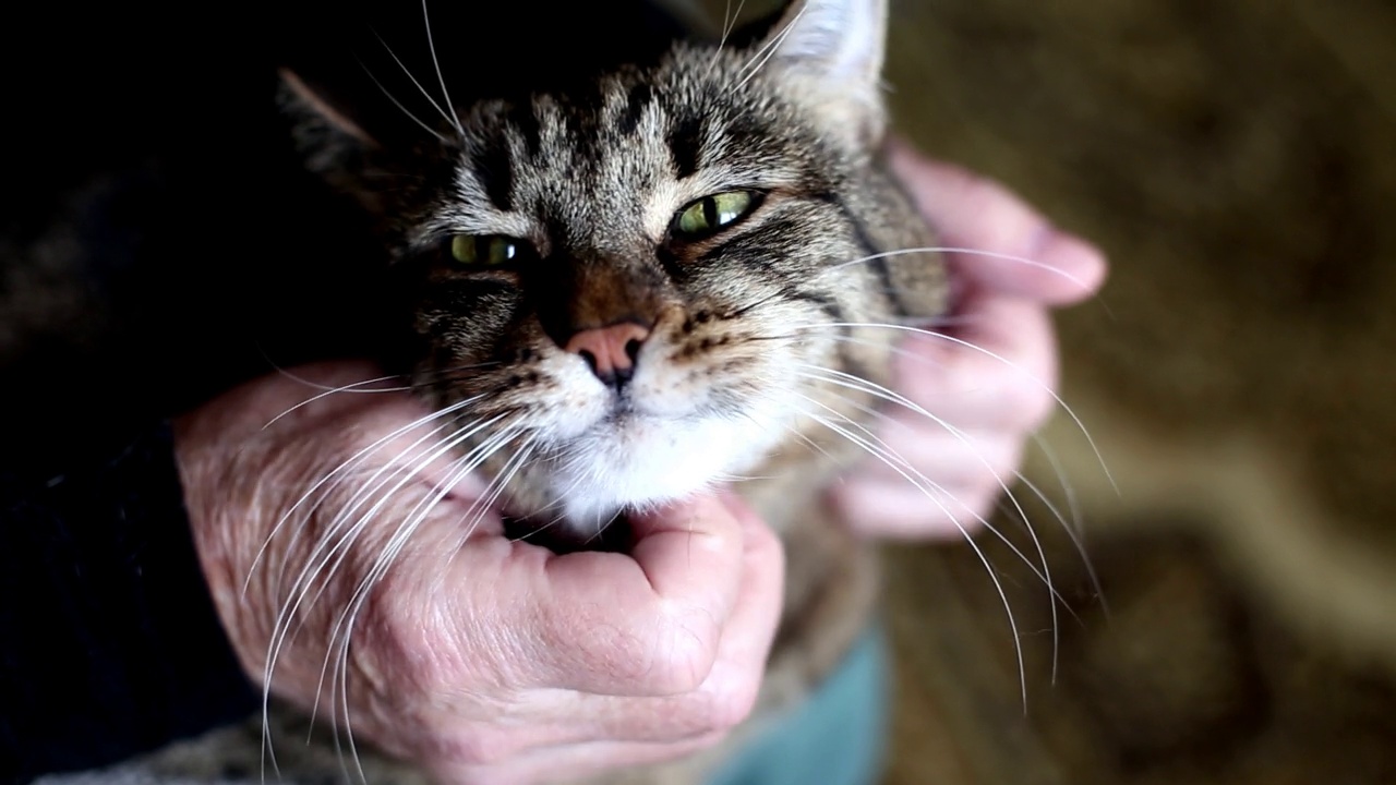 男主人爱抚着他的灰色可爱的猫视频素材