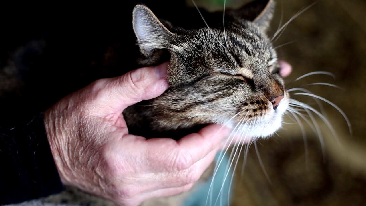 男主人爱抚着他的灰色可爱的猫视频素材