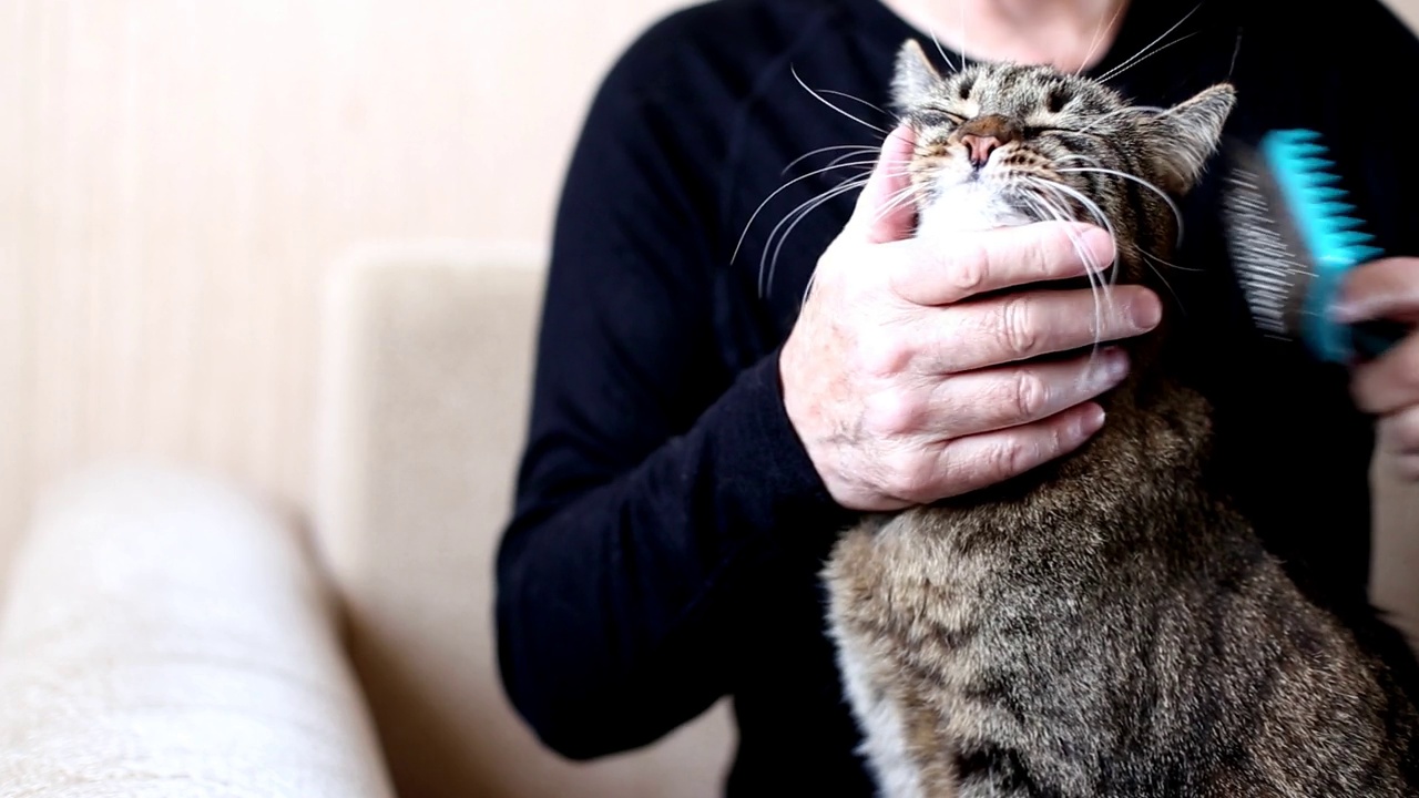 一名男子用刷子给他的灰宠物猫梳理皮毛。视频素材