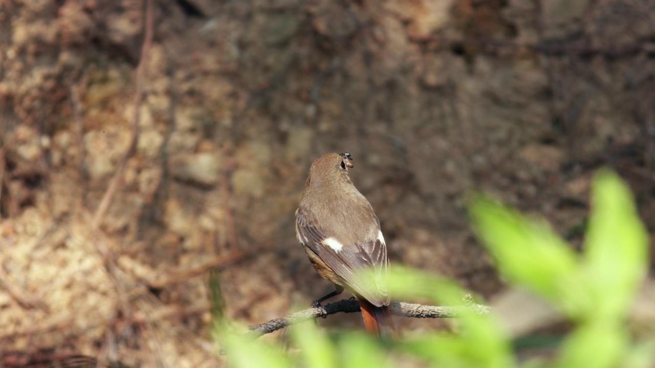 嘴里叼着食物飞翔的腓尼基urus aurreus (Daurian redstart) /韩国庆尚南道昌原市视频素材