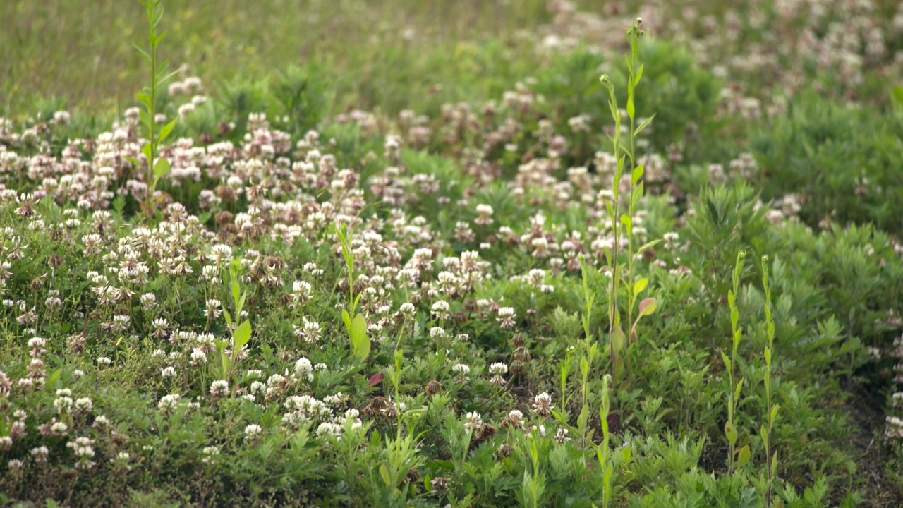 Phasianus colchicus(环颈雉)从草地上飞/昌原市，庆南道，韩国视频素材