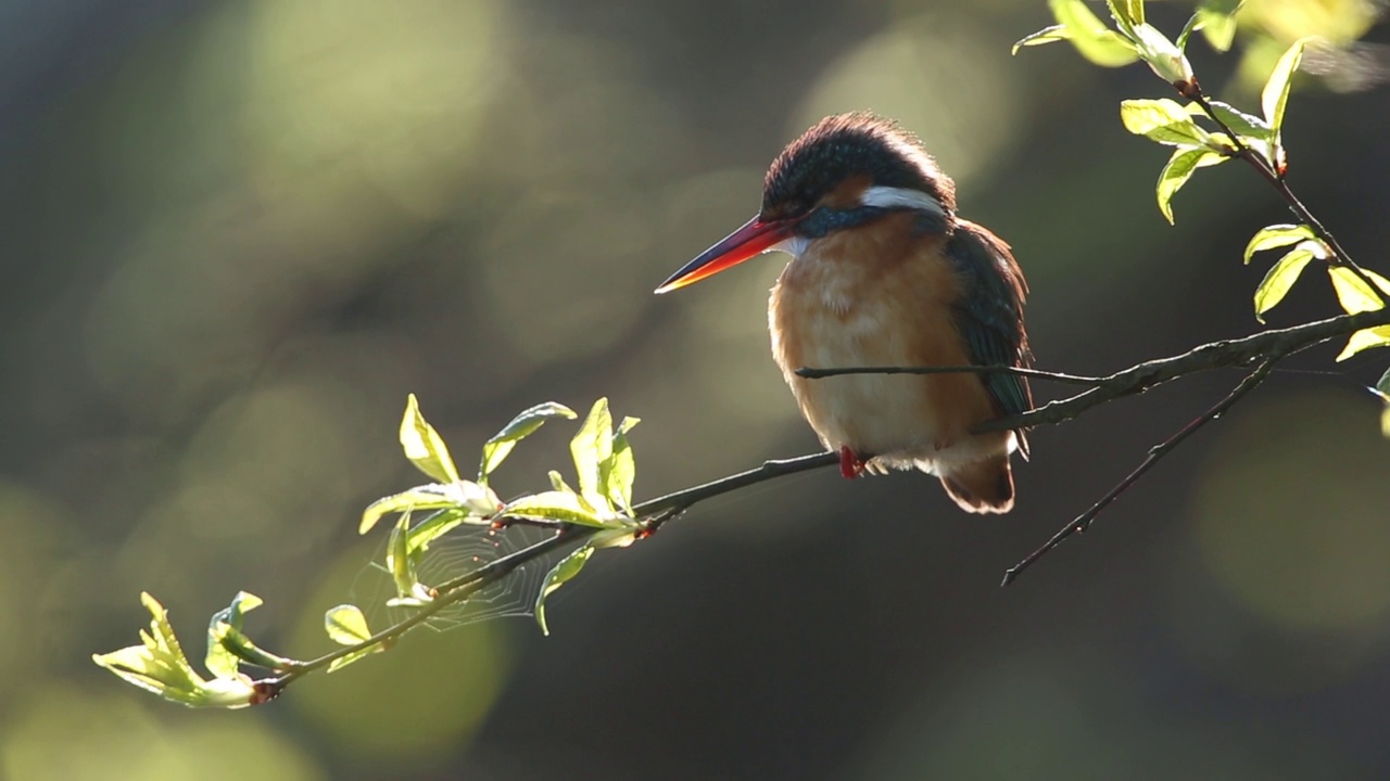 普通翠鸟(Alcedo atthis)视频素材