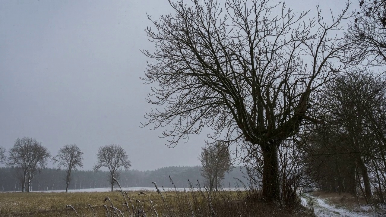 时间流逝的树在雪天视频素材
