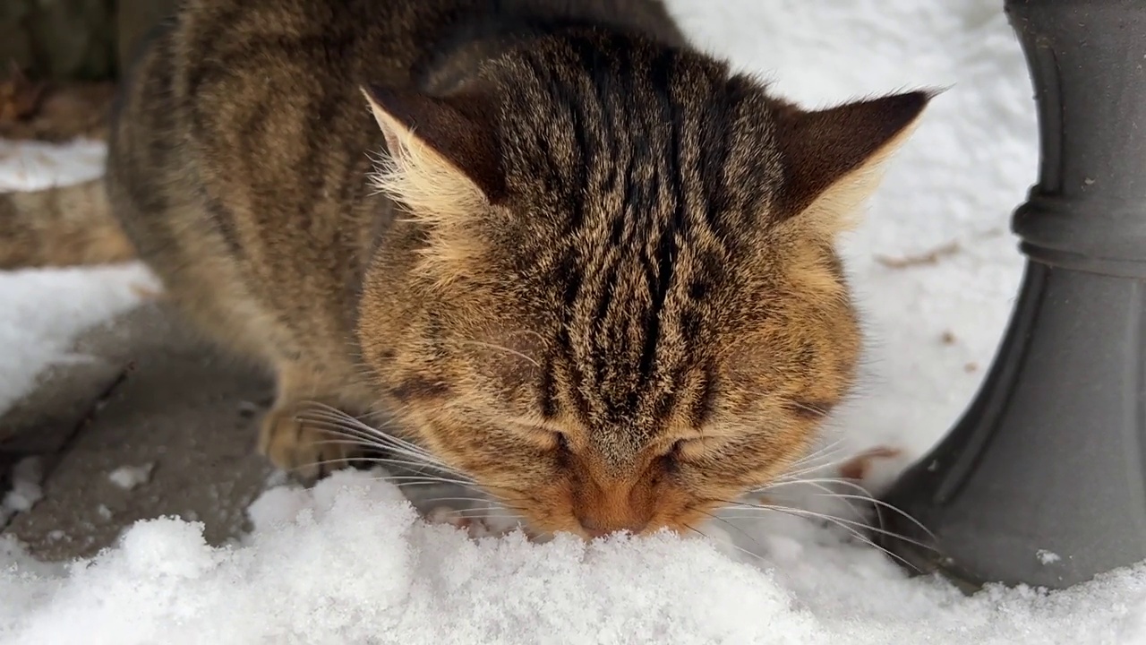 在寒冷的冬天，一只饥饿的猫在雪地上吃着一块块的食物。拍摄这段视频的钱将用于帮助无家可归的动物。视频素材