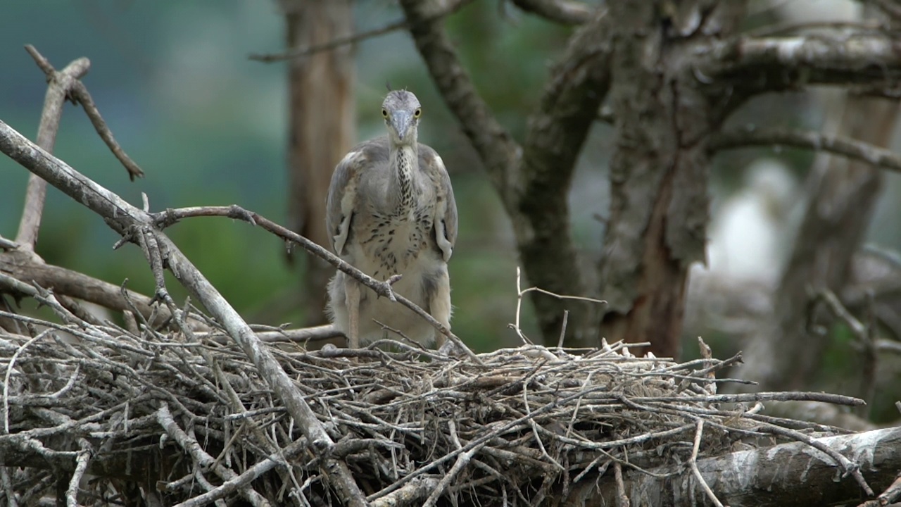 宝宝Ardea cinerea(苍鹭)站在巢中/阳鸥郡，江原道，韩国视频素材