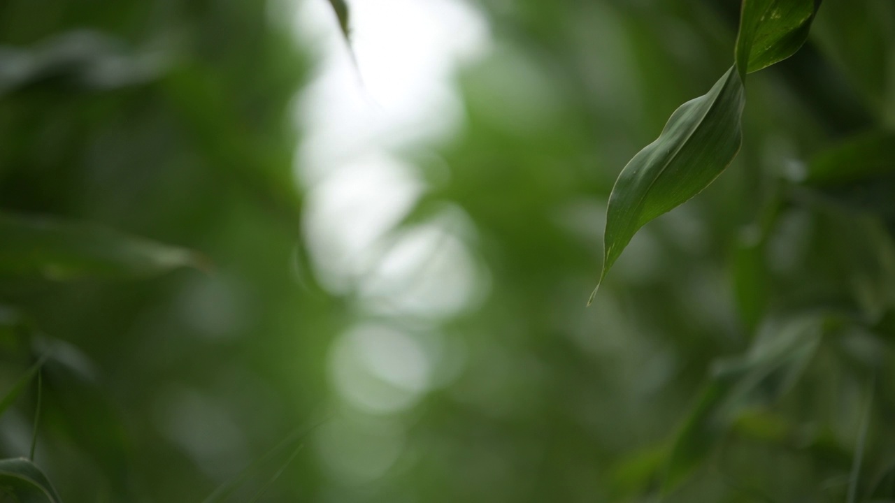 绿色未成熟的玉米植株叶片在田野视频素材