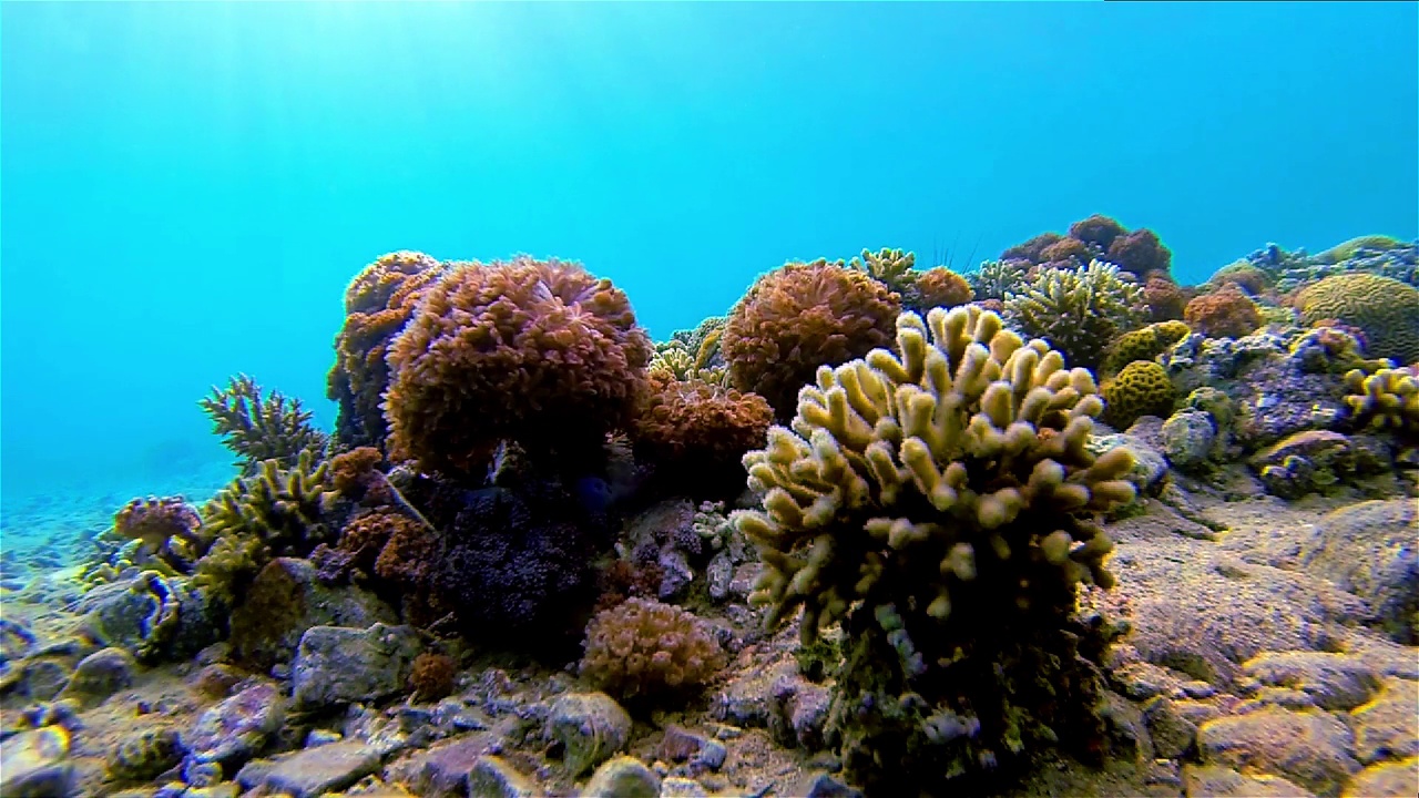红海中的珊瑚视频素材