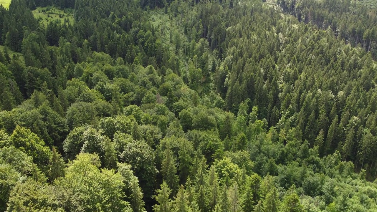 绿色冷杉树aerial top down view视频素材