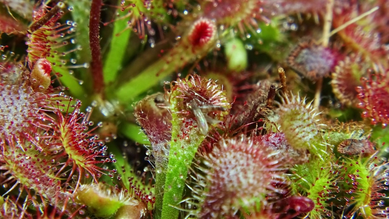 捕获昆虫的圆叶茅膏菜(Drosera rotundifolia，圆叶茅膏菜)/韩国江原道阳九郡视频素材