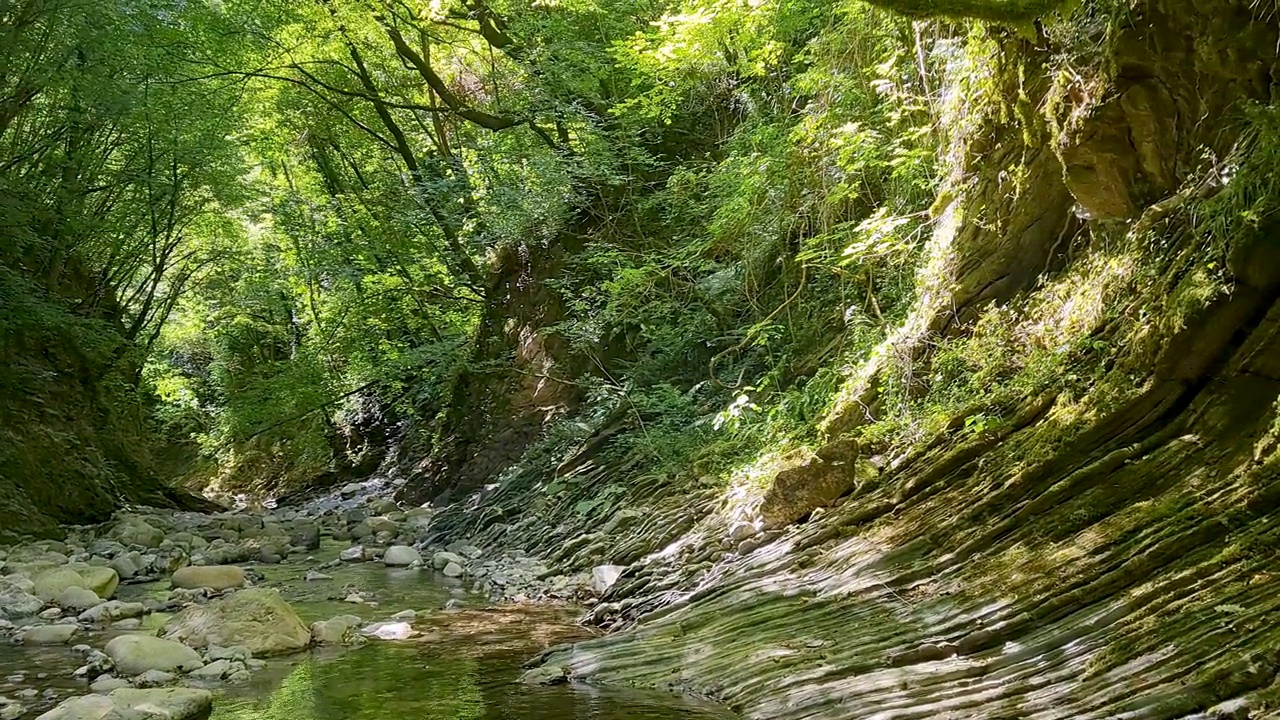 溪河在绿色的森林景观视频素材