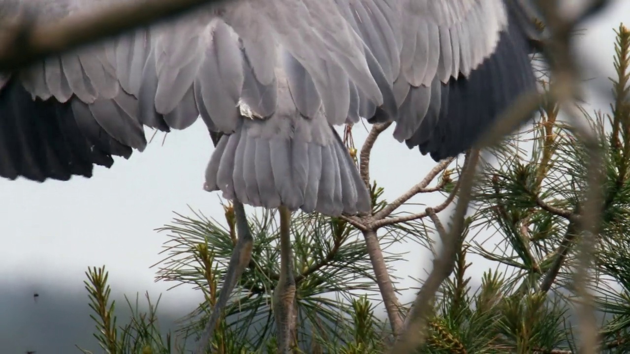 小Ardea cinerea(苍鹭)在巢中拍打翅膀/阳鸥郡，江原道，韩国视频素材