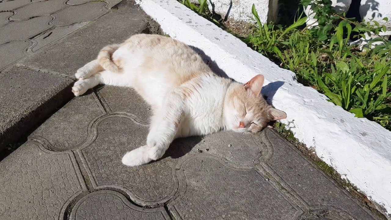 一只白红色的猫在阳光下睡觉，啜着爪子，一只无忧无虑的流浪猫在公园的户外，夏天视频素材