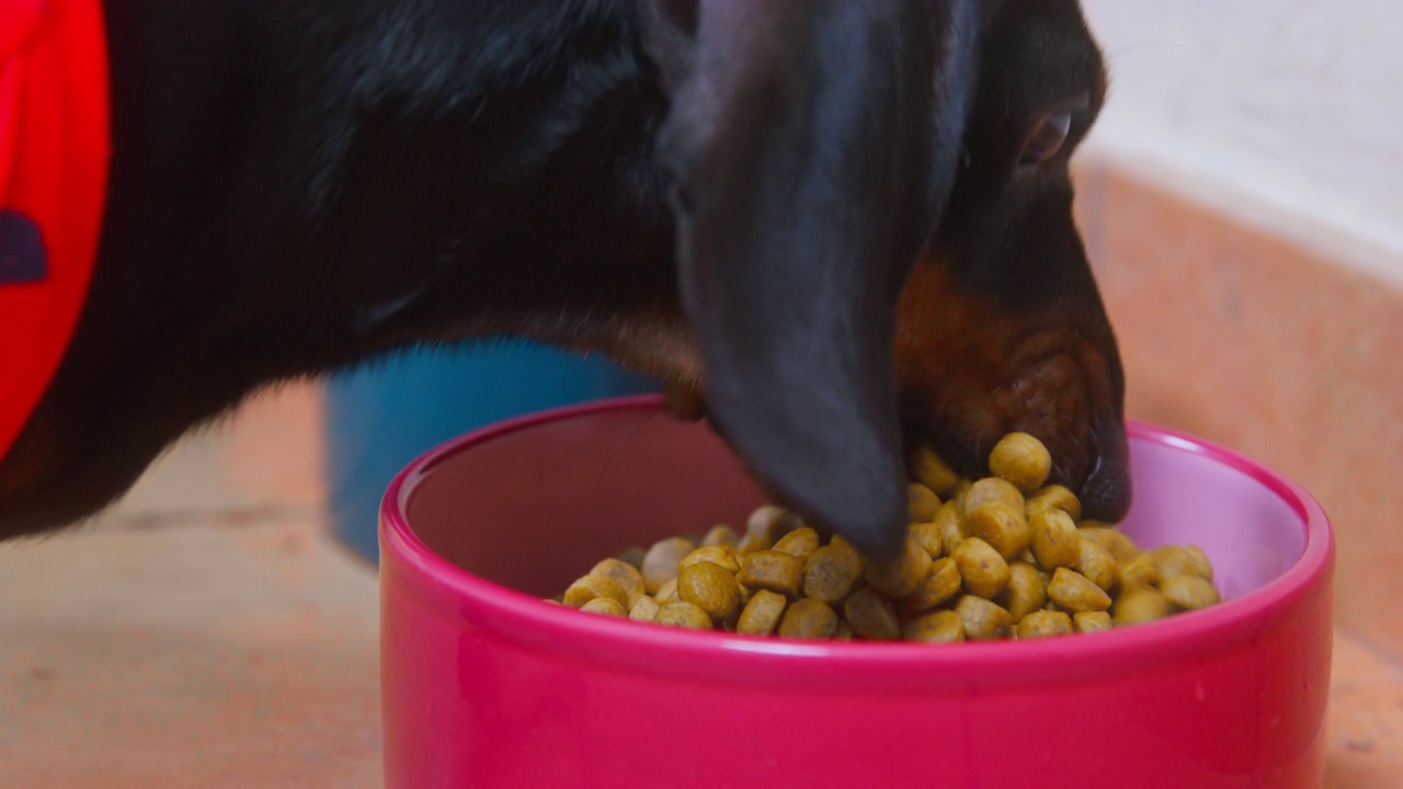 饥饿的腊肠犬靠近装满了干颗粒宠物食品的陶瓷碗，开始贪婪地吃起来，靠近。专门为某些犬种提供营养视频素材