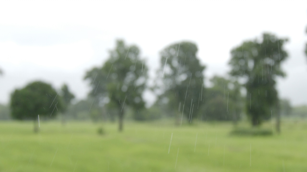 模糊的背景雨在稻田农业视频素材